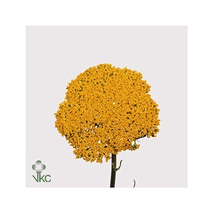 Achillea Parker's Variety