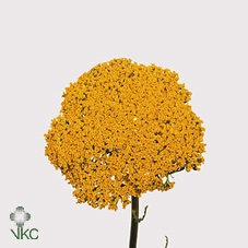 <h4>Achillea F Park Variety</h4>