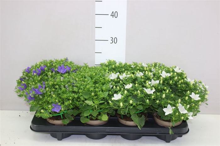 <h4>Campanula Gemengd</h4>