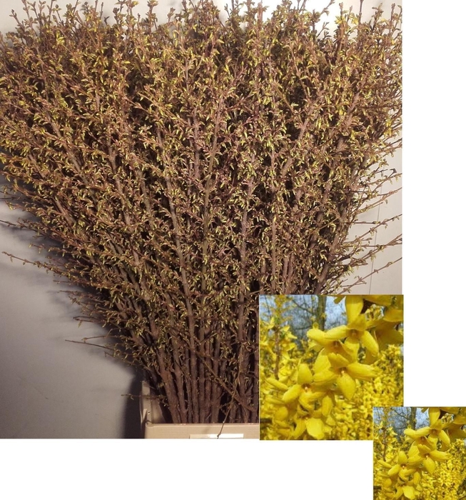 <h4>FORSY I SPECTABILIS</h4>