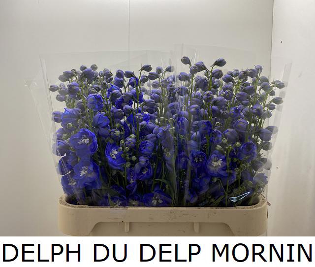 <h4>DELPH DU DELP MORNIN</h4>