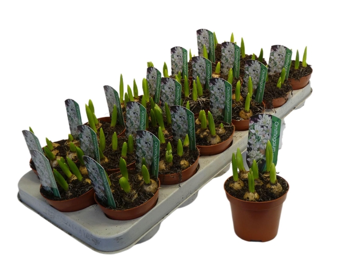 <h4>Ornithogalum balansae</h4>