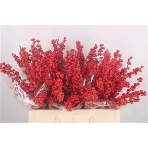 Ilex Verticilata Red Extra X5