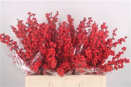 <h4>Ilex Verticilata Red Extra X5</h4>