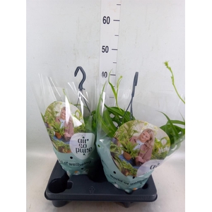 Chlorophytum com. 'Green Bonnie'