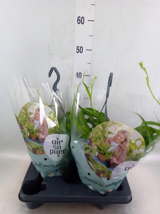 <h4>Chlorophytum com. 'Green Bonnie'</h4>