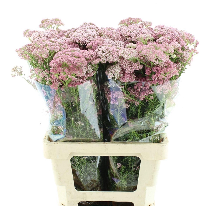 <h4>OZOTH PINK PANTHER</h4>