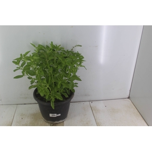 ERVAS AROMATICAS P24
