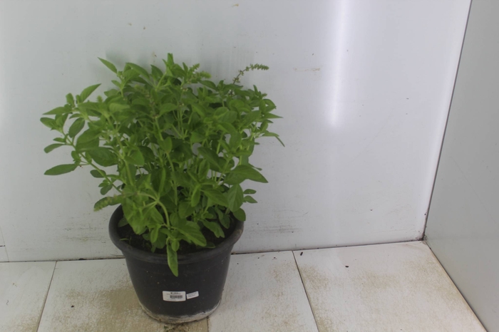 <h4>ERVAS AROMATICAS P24</h4>