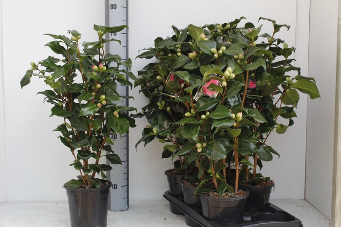 <h4>CAME J DR KING</h4>