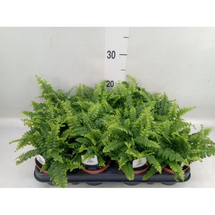 <h4>Nephrolepis exal. 'Green Lady'</h4>