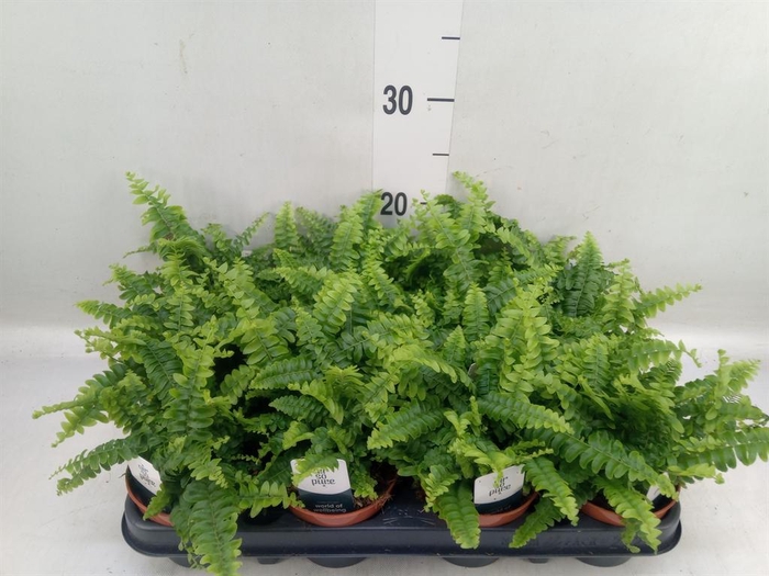 Nephrolepis exal. 'Green Lady'