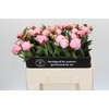 Paeonia Sarah Bernhardt