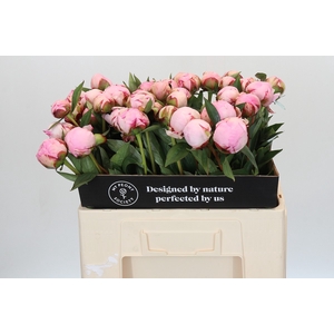 Paeonia Sarah Bernhardt