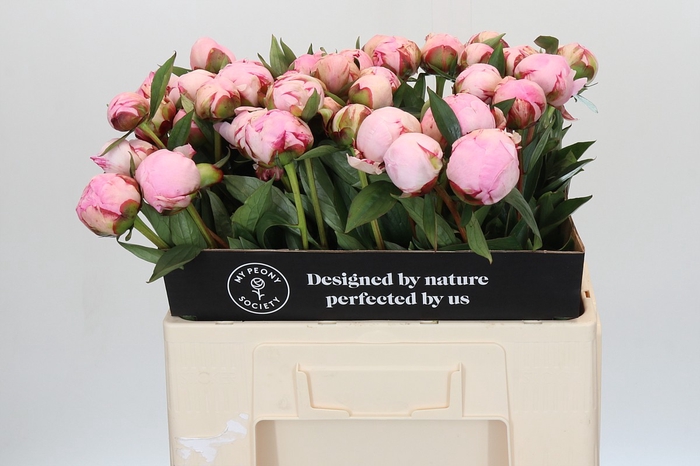 Paeonia Sarah Bernhardt