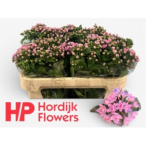 BOU DU DARK PINK IMP