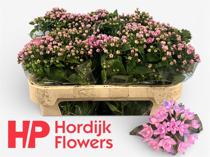 <h4>BOU DU DARK PINK IMP</h4>