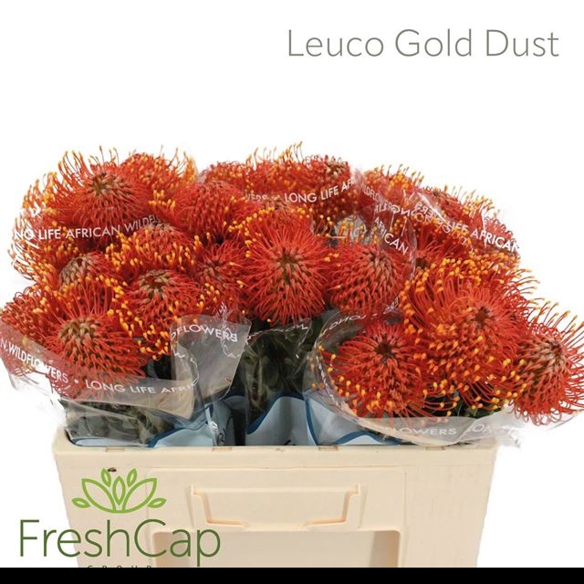 <h4>LEUCO CO GOLD DUST</h4>