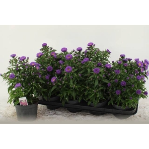 ASTE MAGIC PURPLE