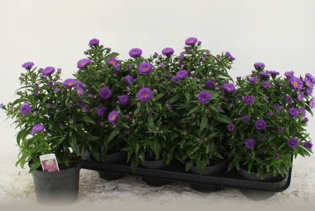 <h4>ASTE MAGIC PURPLE</h4>