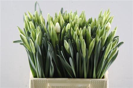 <h4>Narc Johann Strauss Ex</h4>