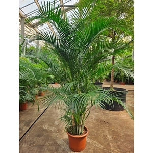 Dypsis lutescens (Areca)