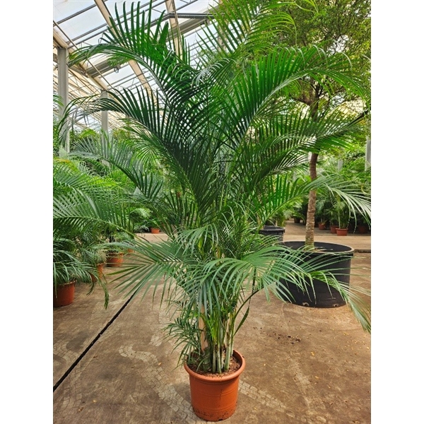 <h4>Dypsis lutescens (Areca)</h4>