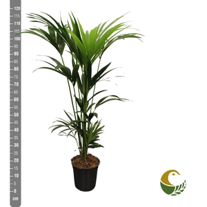 HOWEA FORSTERIANA