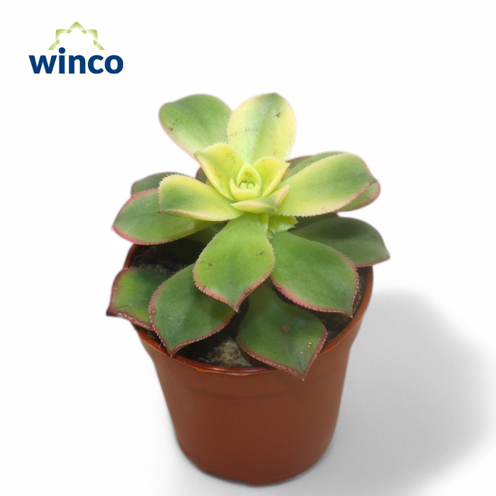 <h4>Aeonium Kiwi</h4>