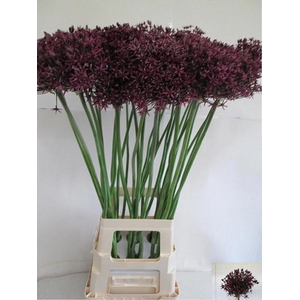 ALLIUM GROOTBLOEMIG