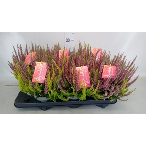 Calluna vulg.   ...