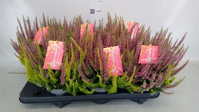 <h4>Calluna vulg.   ...</h4>