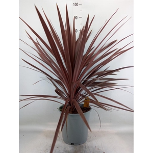 Cordyline austr. 'Red Star'