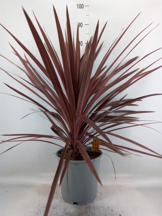 <h4>Cordyline austr. 'Red Star'</h4>