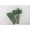 Euca Populus 300gr P Bunch