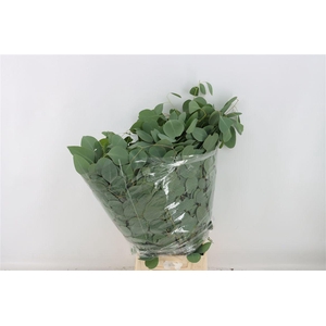 Euca Populus 300gr P Bunch