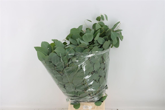 <h4>Euca Populus 300gr P Bunch</h4>