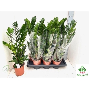 Zamioculcas zamifolia 14Ø 65cm 4st