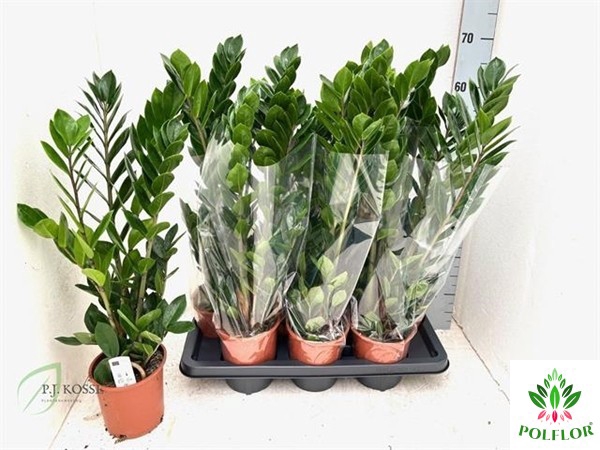 Zamioculcas zamifolia 14Ø 65cm 4st