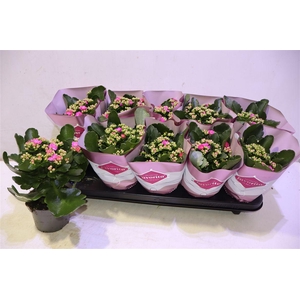 arr8 Kalanchoe Double Deluxe Pink