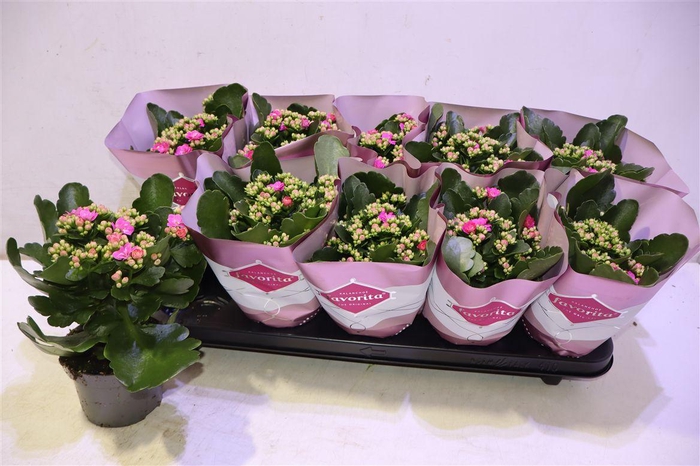 <h4>arr8 Kalanchoe Double Deluxe Pink</h4>