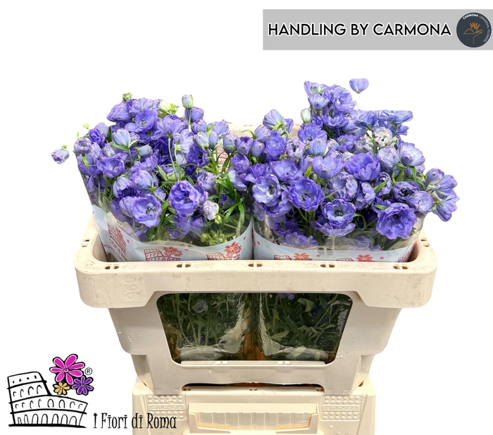 <h4>DELPH EN M LAVENDER</h4>