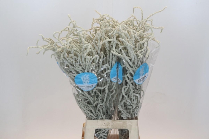 <h4>Amaranthus Yearming Desert</h4>