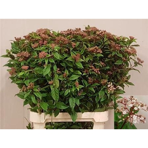 Vibur Tinus Red Spirit