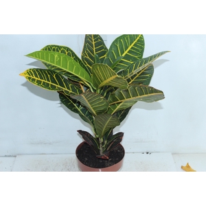 CROTON HIBRIDO PETRA P17
