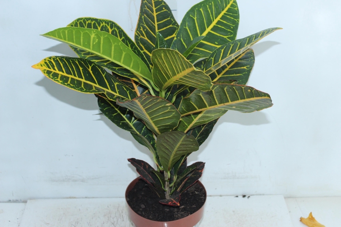 <h4>CROTON HIBRIDO PETRA P17</h4>