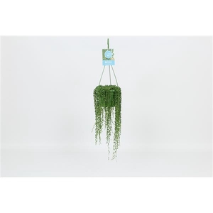 HangonGreen Senecio Rowleyanus 14 cm