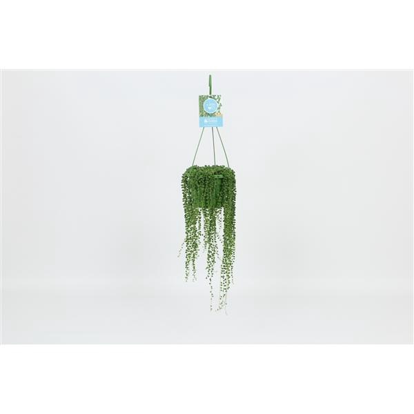 <h4>HangonGreen Senecio Rowleyanus 14 cm</h4>