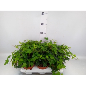 Hedera   ...green leafed