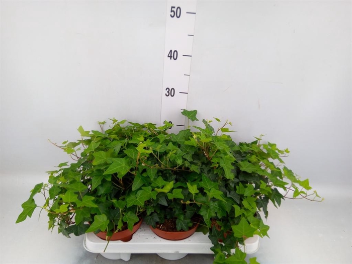<h4>Hedera   ...green leafed</h4>